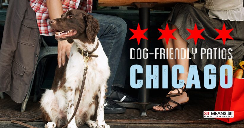 Dog-Friendly Patios in Chicago