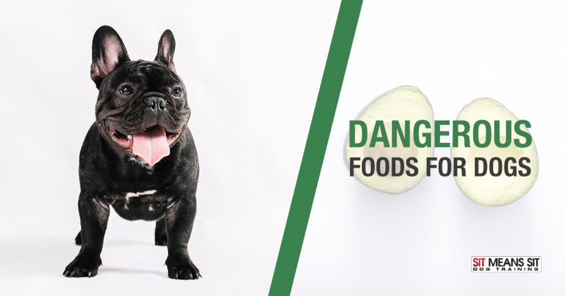 Foods That Are Dangerous for Dogs