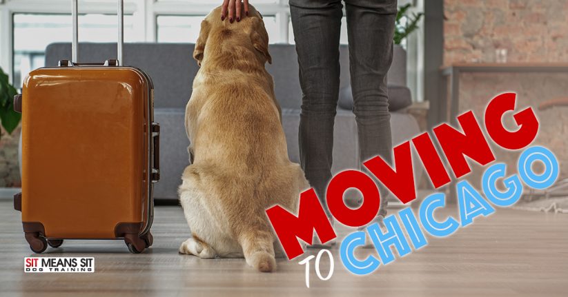Tips for Dog Owners Moving to Chicago