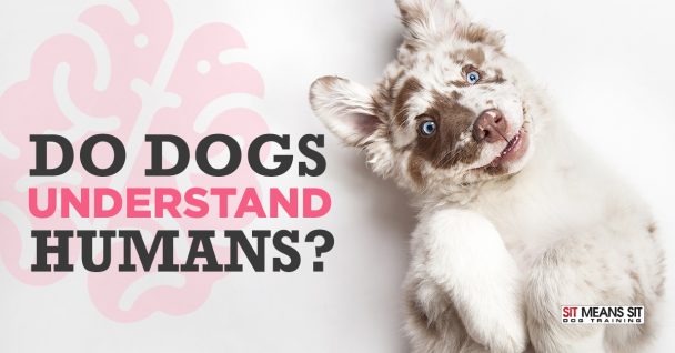 ¬Do Dogs Understand Humans?