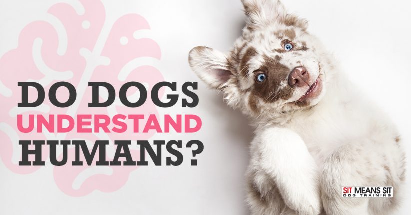 ¬Do Dogs Understand Humans?