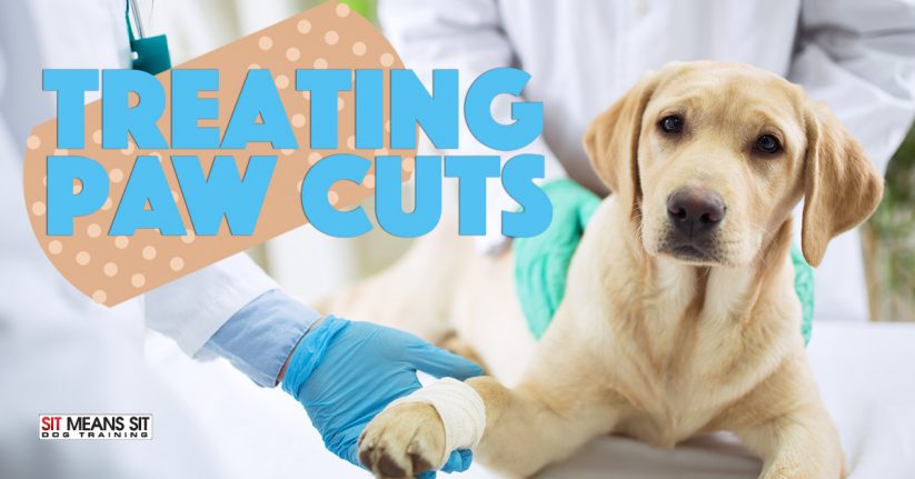 Tips for Treating a Paw Cut on Dogs