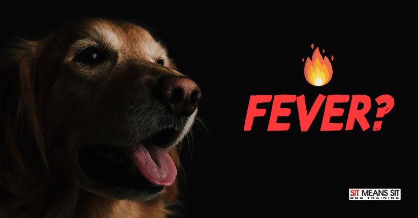 Does My Dog Have a Fever?