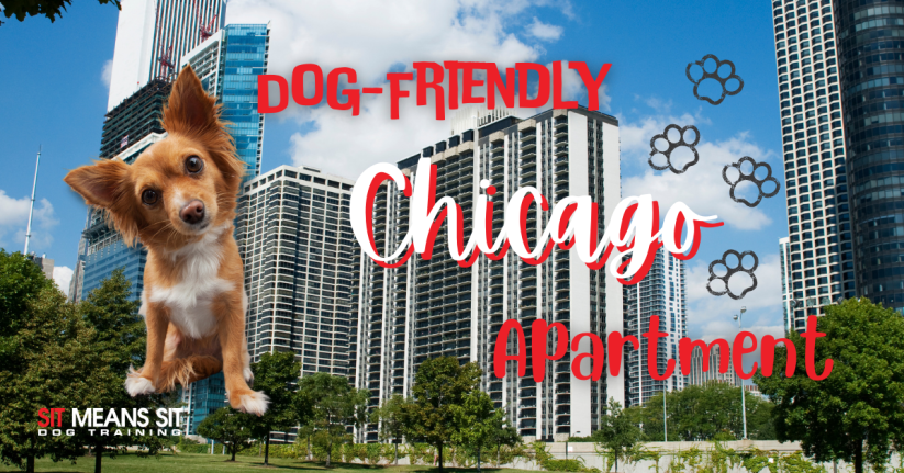 Finding a Dog-Friendly Apartment in Chicago