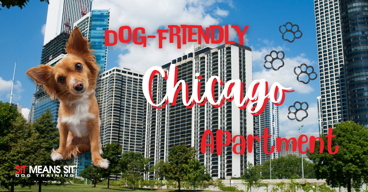 Finding a Dog-Friendly Apartment in Chicago