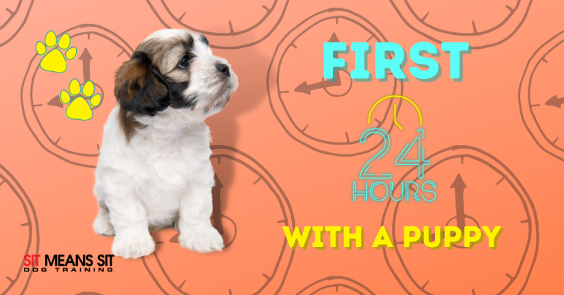 Tips for Tackling the First 24 Hours with Your New Pup