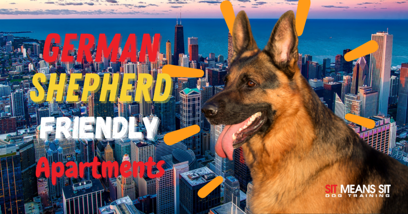 A Guide to Finding an Apartment that Allows German Shepherds