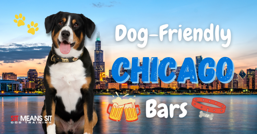 Check Out These Dog-Friendly Bars in Chicago