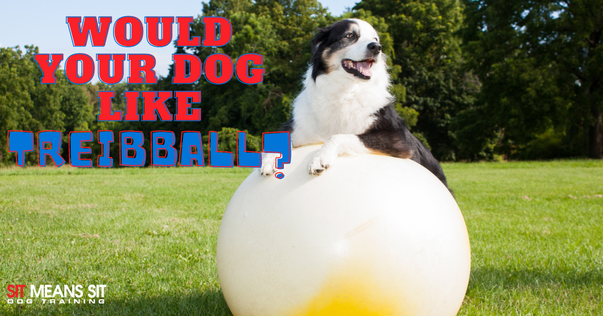 Should Your Active Dog Use a Herding Ball?