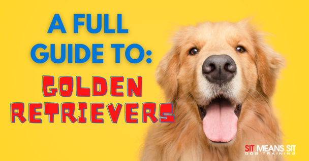 https://sitmeanssit.com/dog-training-mu/chicago-dog-training/files/2022/08/a-full-guide-on-golden-retrievers-608x318.png