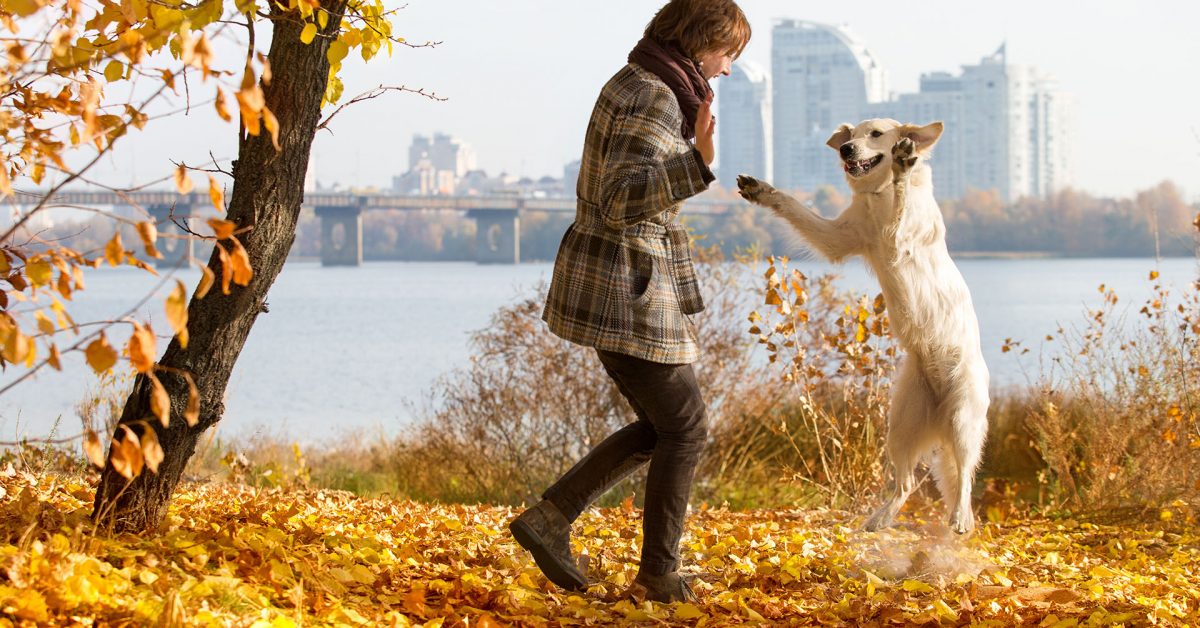 Dog with city skyline.