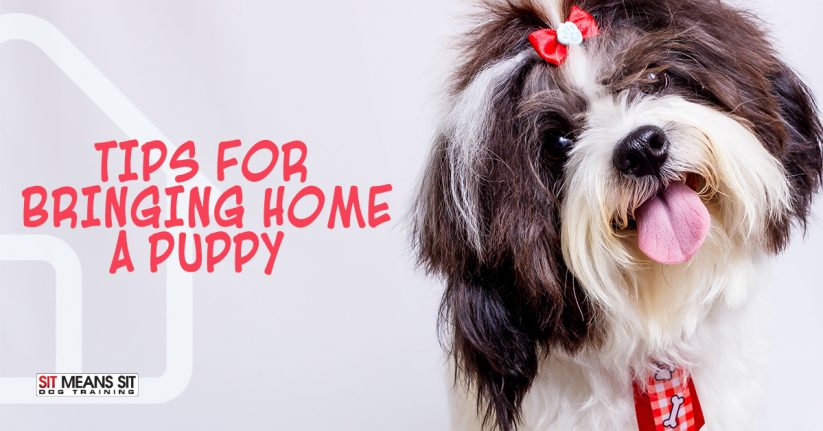 Tips for Bring Home a Puppy