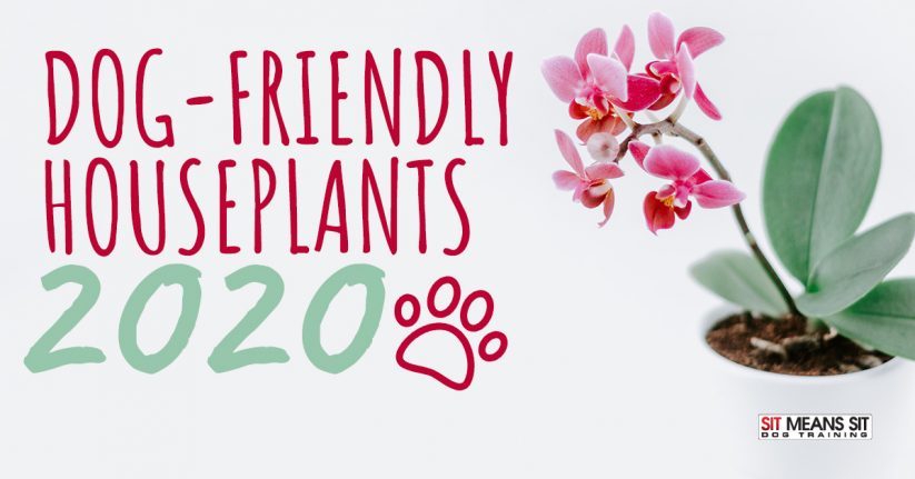 Dog-Friendly Houseplants 2020