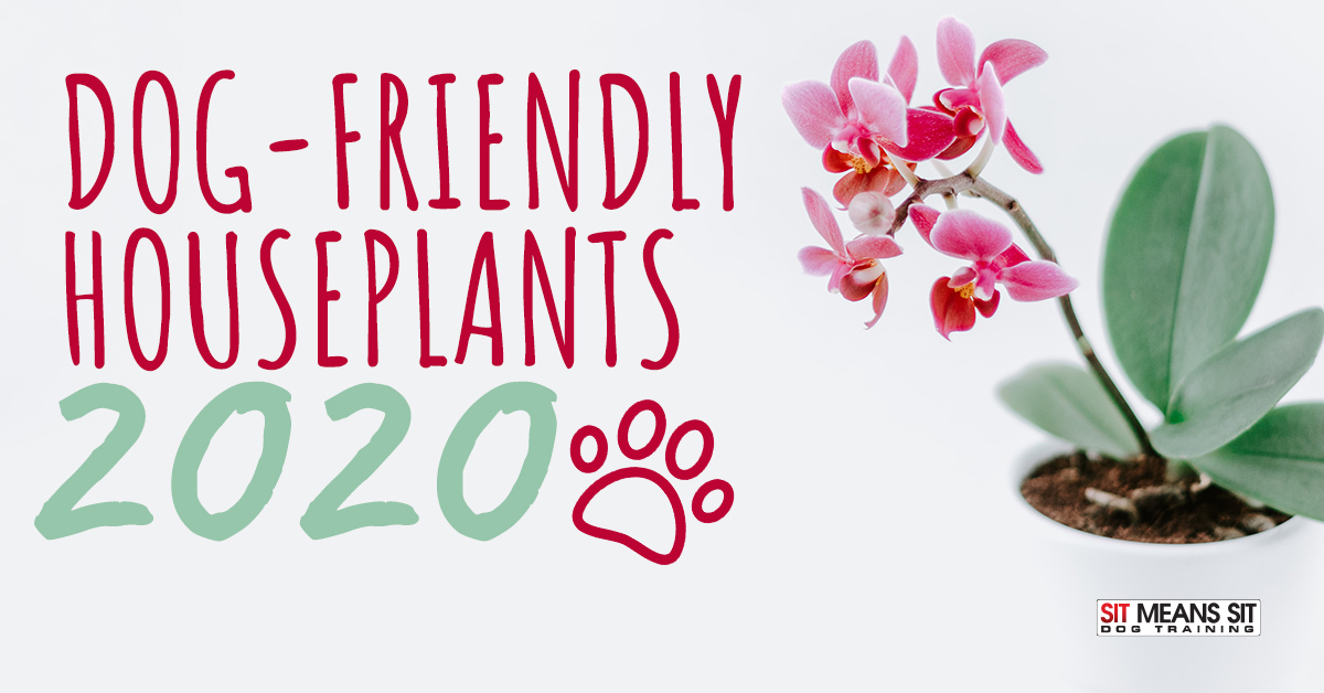 Dog-Friendly Houseplants 2020