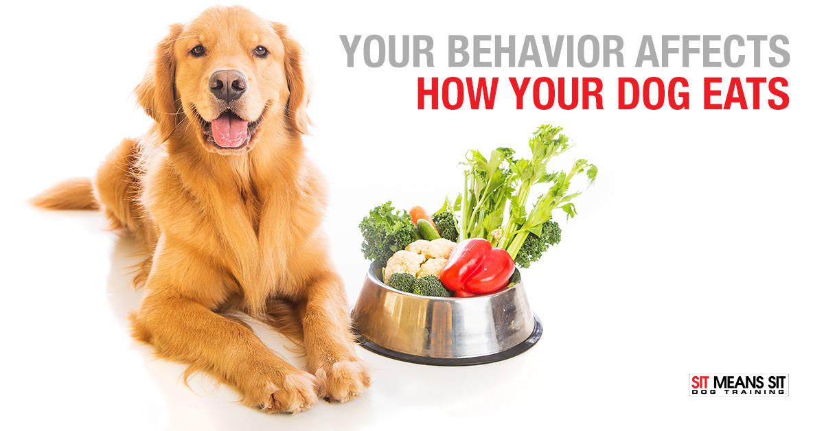 How Your Behavior Affects How Dogs Eat