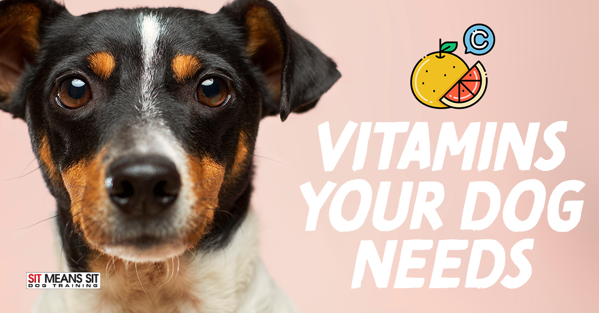 Vitamins Your Dogs Need