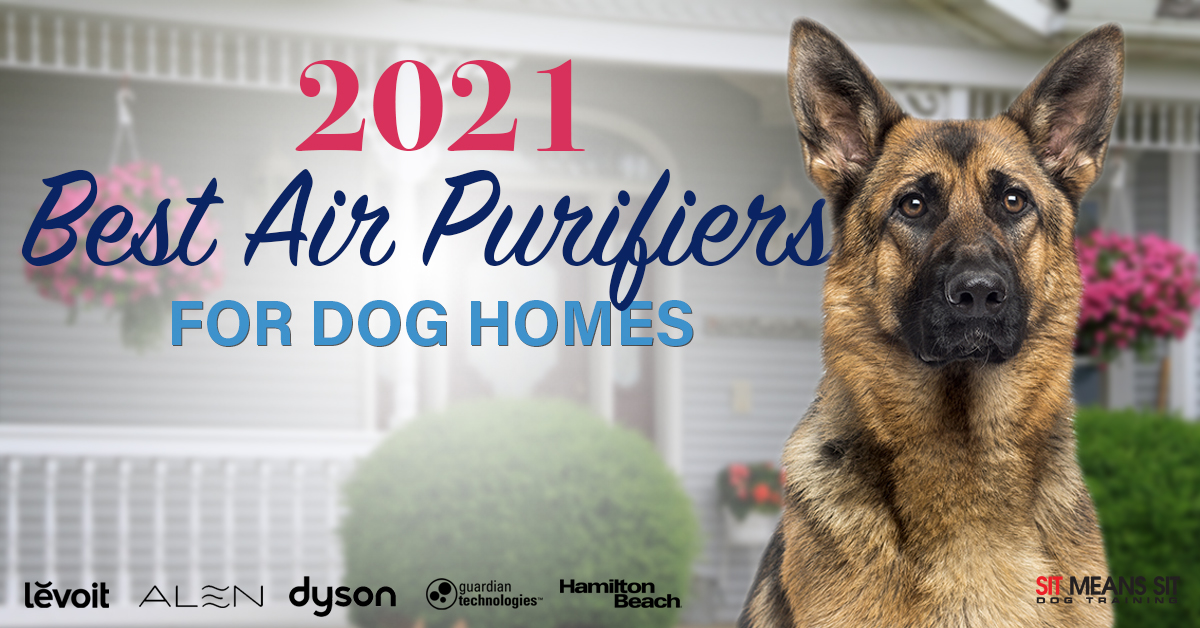 2021's Best Air Purifiers for Dog Homes