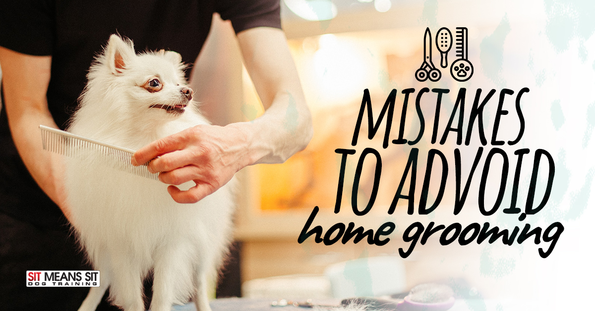 Avoid These Mistakes when Grooming Your Dog at Home