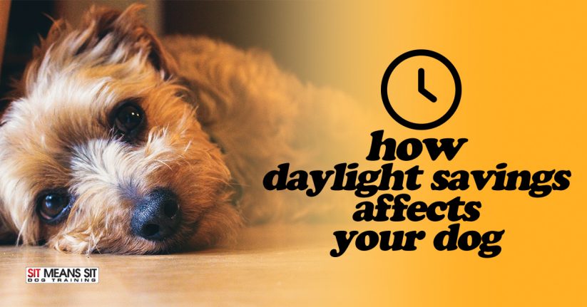 How Daylight Saving Time Affects Your Dog