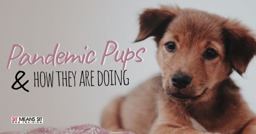 Pandemic Pups & How They're Doing