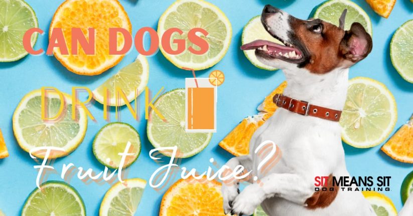 Can Dogs Drink Fruit Juice?