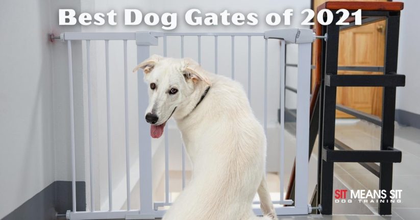 Best Dog Gates for 2021