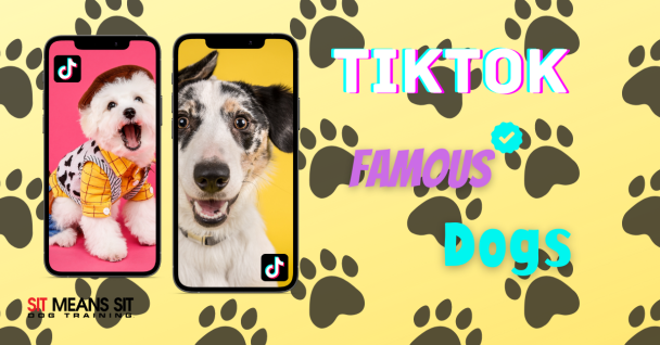 5 of the Most Famous Dogs on TikTok