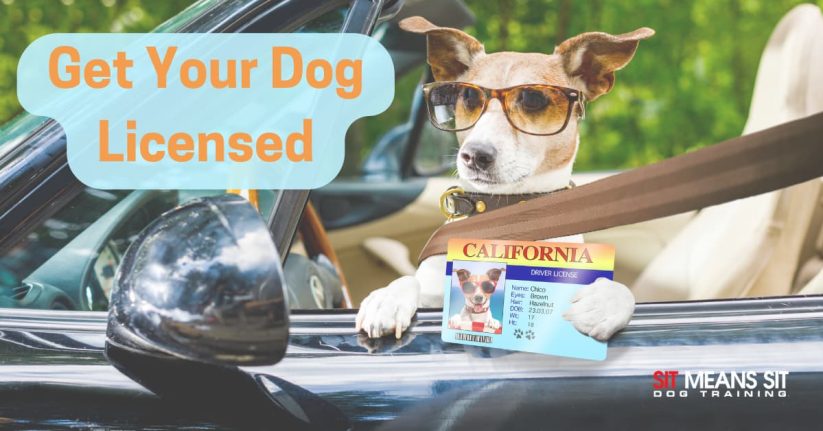 Why It’s Important to Get Your Dog Licensed