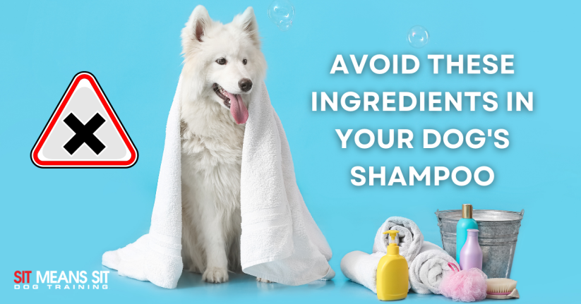 A dog wearing a towel with the text avoid these ingredients in your dog shampoo poster