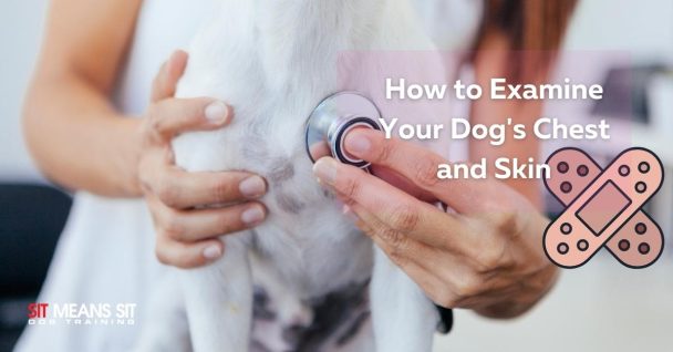dog with stethoscope on chest