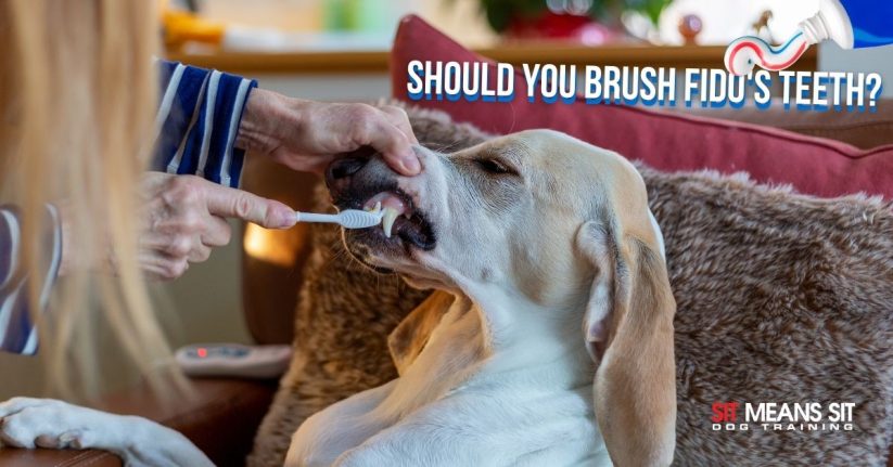 blonde woman brushing beagles teeth. title of article with image of toothpaste squeezing out