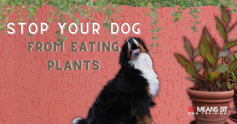How to Stop Your Dog From Eating Your Plants