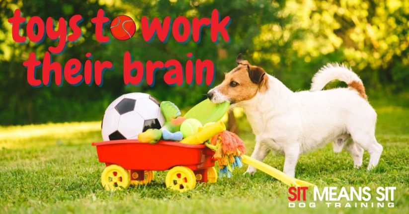 Toys that Will Work Your Dog’s Brain