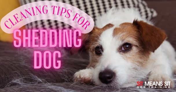 Tips for Cleaning Up After Your Shedding Dog