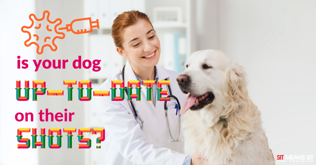 A dog at the vet with the text is your dog up to date on their shots poster