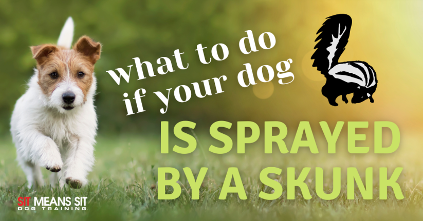 A dog running on grass with the text what to do if your dog is sprayed by a skunk poster