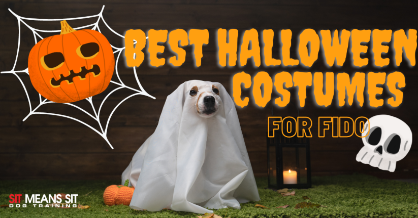 A dog wearing a spooky costume with the text best Halloween costumes for Fido poster