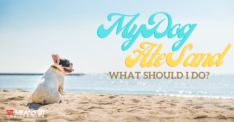 A dog sitting on sand at the beach with the text my dog ate sand what should i do poster