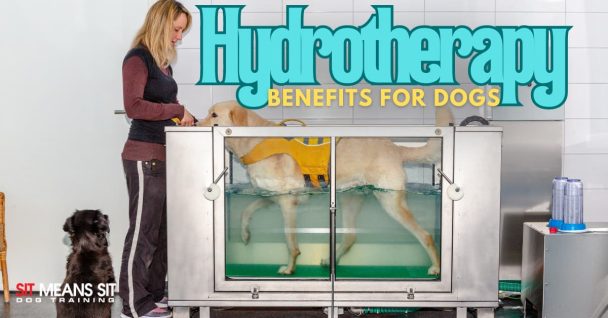 Benefits of Hydrotherapy for Dogs