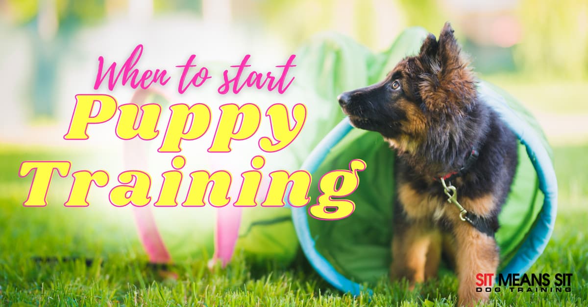 When Should I Start Training My Puppy?