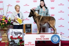 A Belgian Malinois dog standing on a winner's podium at an AKC dog show, with a handler, trophies, and a 'Group Third' sign.