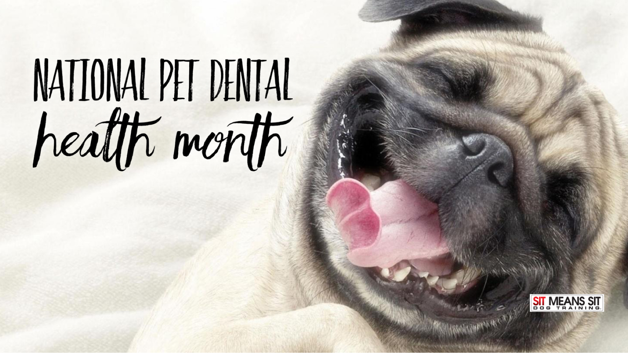 National pet dental health month poster