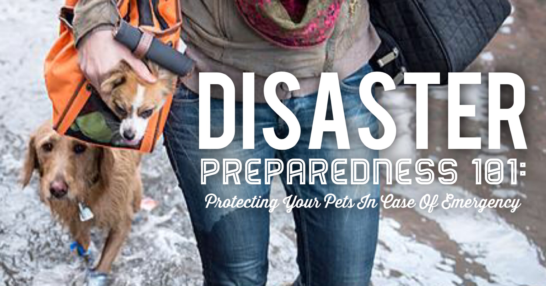 Disaster preparedness 101: protecting your pets in case of emergency poster