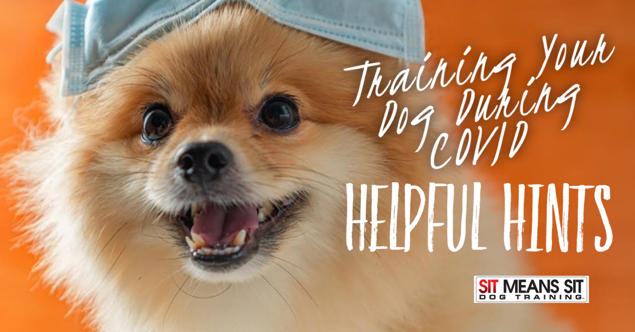 Training your dog during covid helpful hints poster