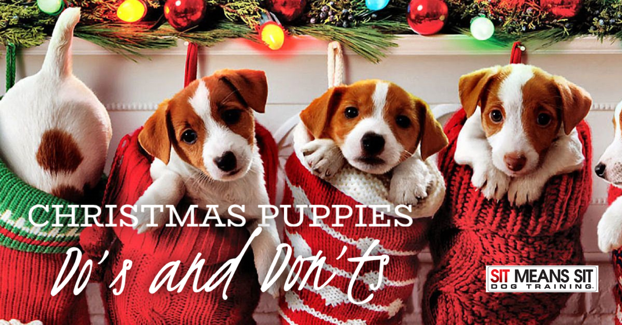 Christmas puppies do's and don'ts poster