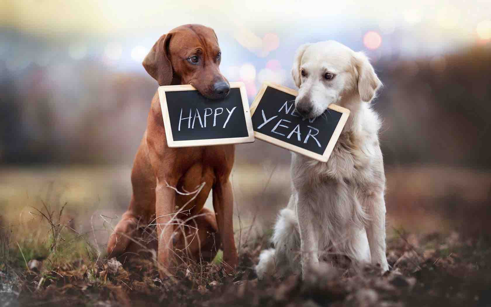 https://sitmeanssit.com/dog-training-mu/cleveland-akron-dog-training/files/2023/01/happy-new-year-cute-dogs-1680x1050-wide-wallpapers.net_1680x.jpg