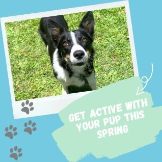 https://sitmeanssit.com/dog-training-mu/cleveland-akron-dog-training/files/2023/03/get-active-with-your-pup-this-spring-e1680212761335.jpg