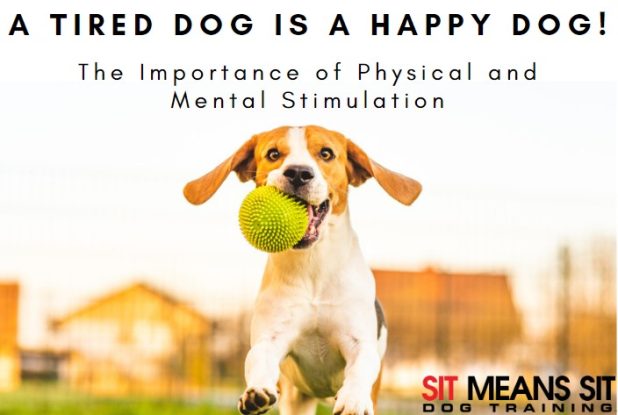 A Tired Dog is a Happy Dog: The Importance of Physical and Mental  Stimulation - Sit Means Sit Cleveland-Akron