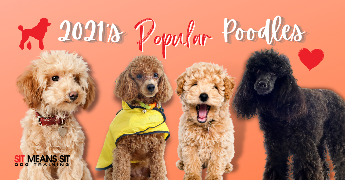 Popular Poodle Mixes in 2021