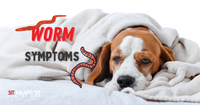 Symptoms of Worms in Dogs